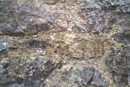 rockfield 1151.JPG